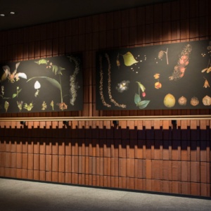 THE KNOT OF ARTS “札幌の身近な植物-巡る季節のひとコマで”